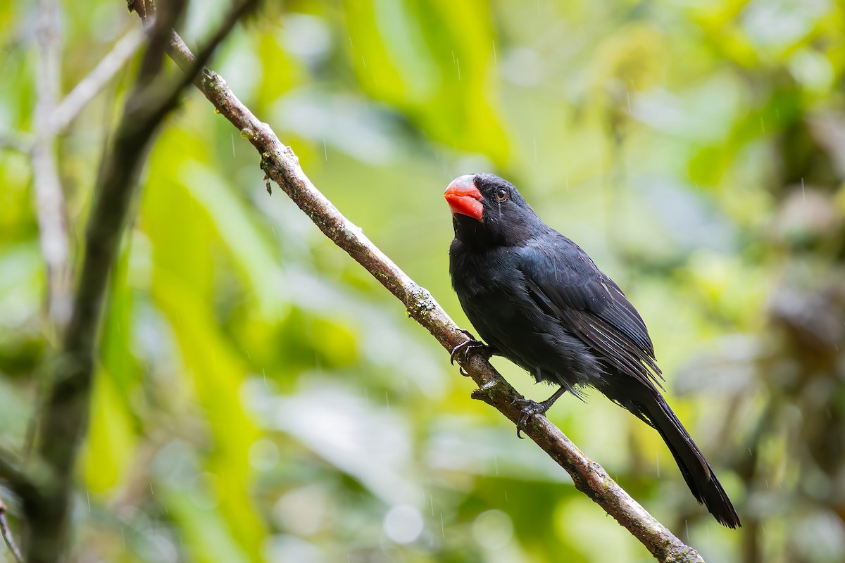 Крючкоклювый сальтатор - ML646549248