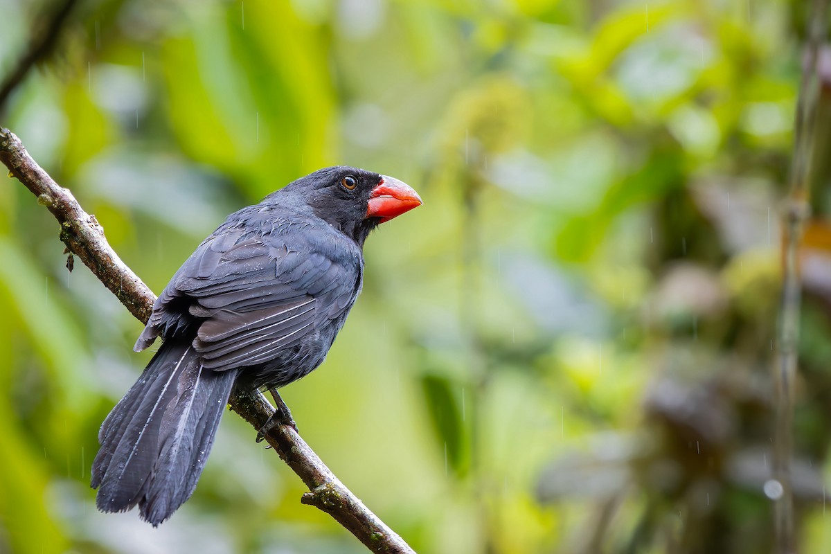 Крючкоклювый сальтатор - ML646549250