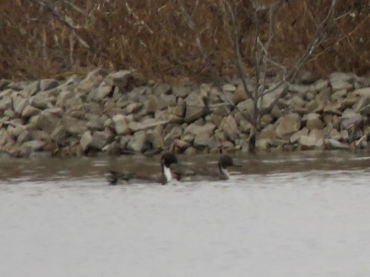 ostralka štíhlá - ML646549253