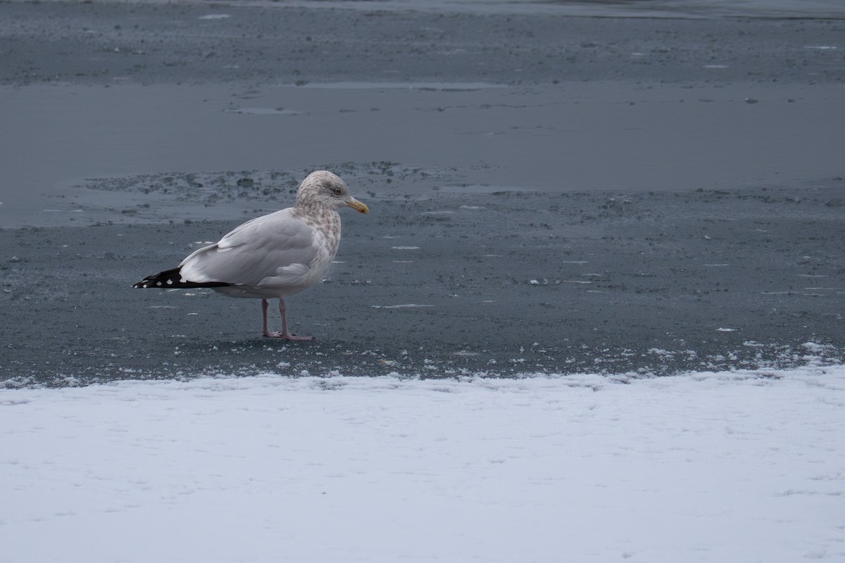 American Herring Gull - ML646549254