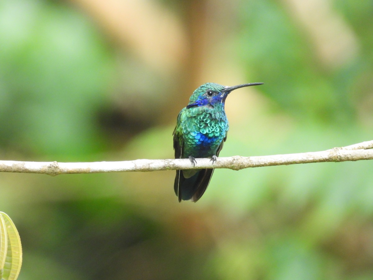 Колібрі синьочеревий - ML646549255