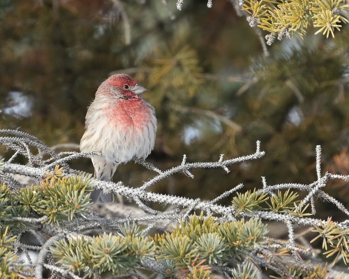 hýl rudoprsý - ML646549260