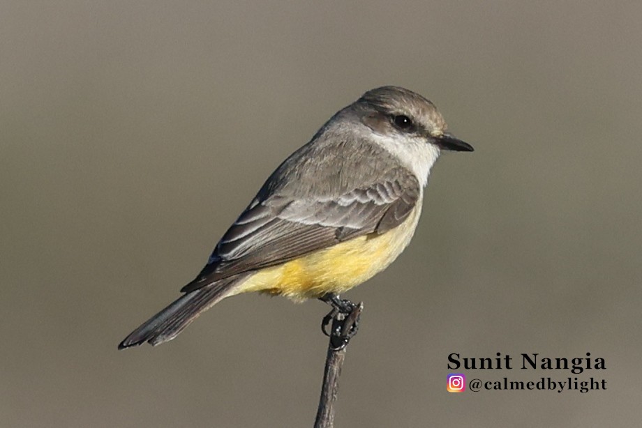 Vermilion Flycatcher - ML646549262
