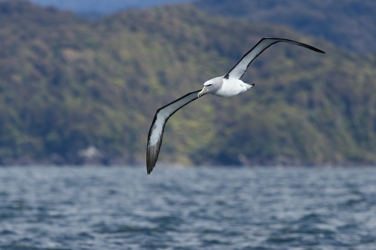 Salvin's Albatross - ML646549265