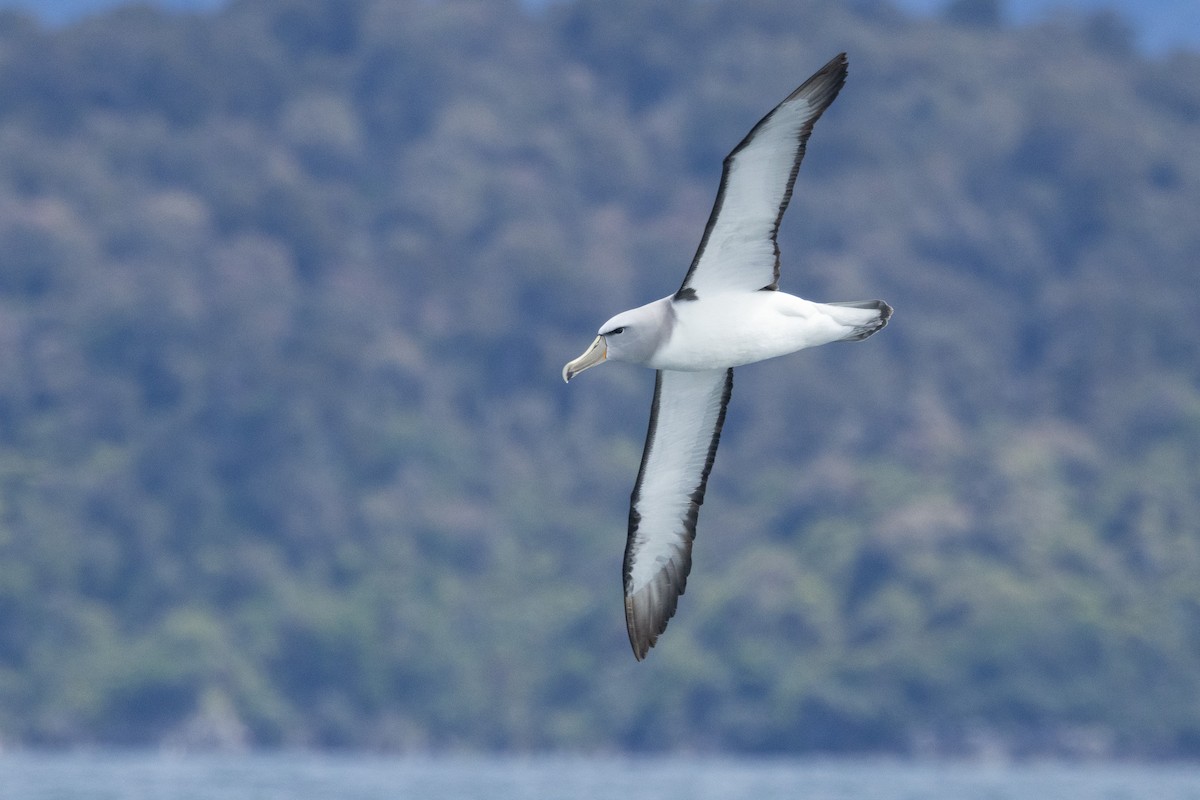 Salvin's Albatross - ML646549266