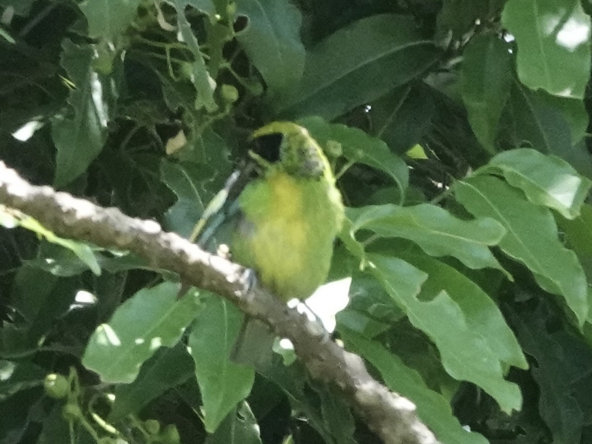 Green-and-gold Tanager - ML646549271