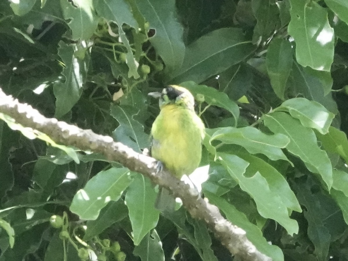 Green-and-gold Tanager - ML646549272
