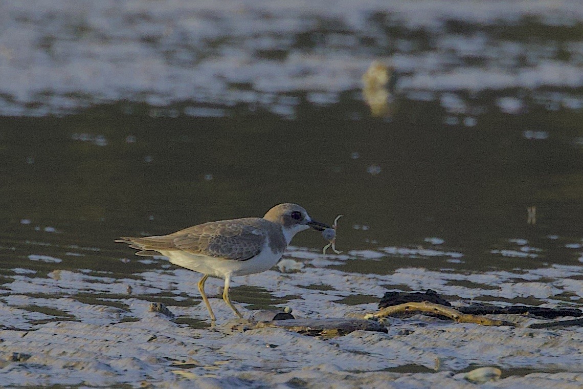 Greater Sand-Plover - ML646549281