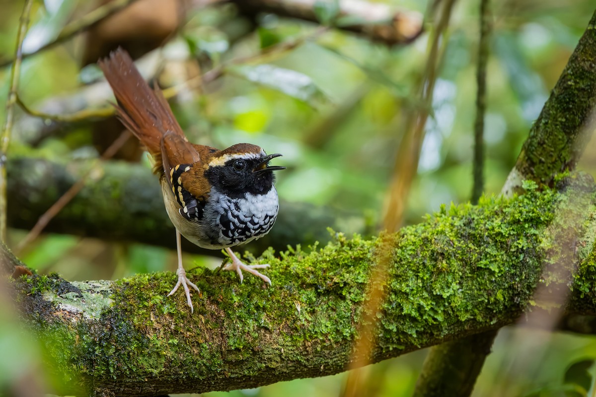 Белогрудая муравьеловка - ML646549282