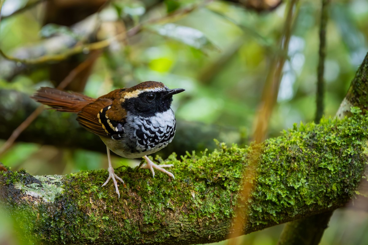 Белогрудая муравьеловка - ML646549283