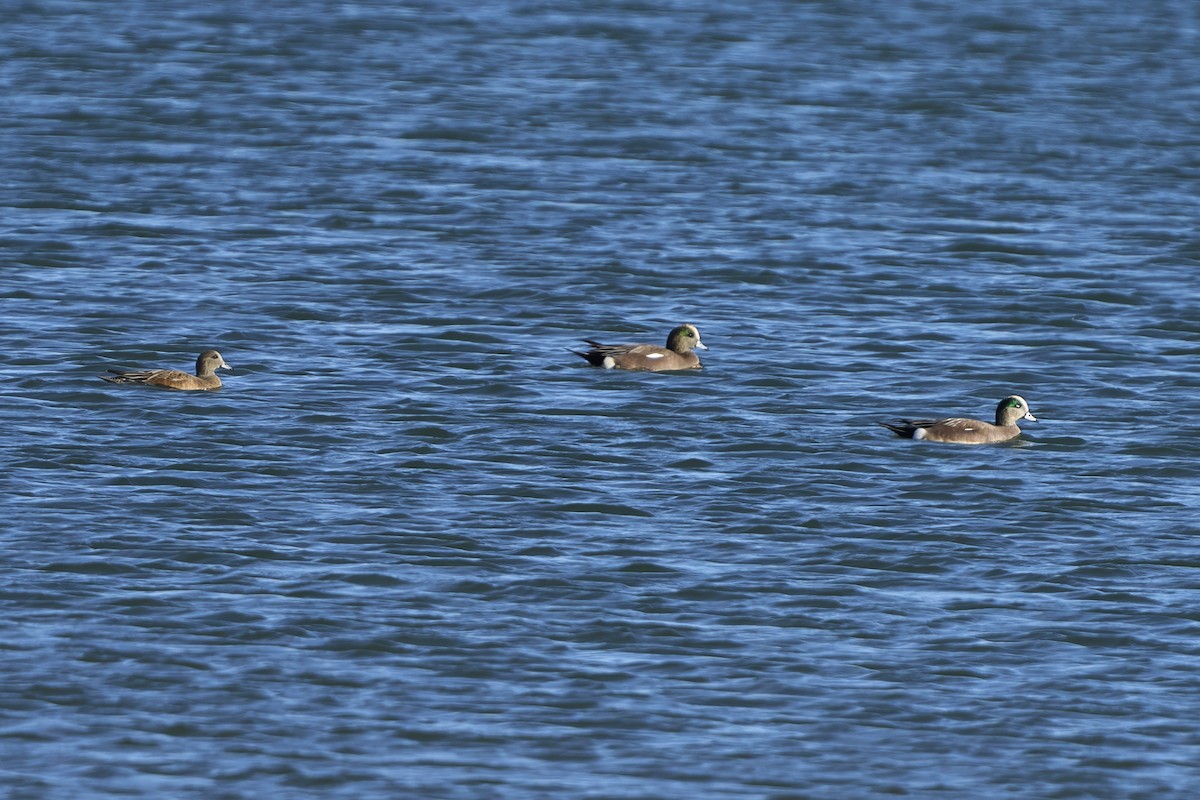 American Wigeon - ML646549290