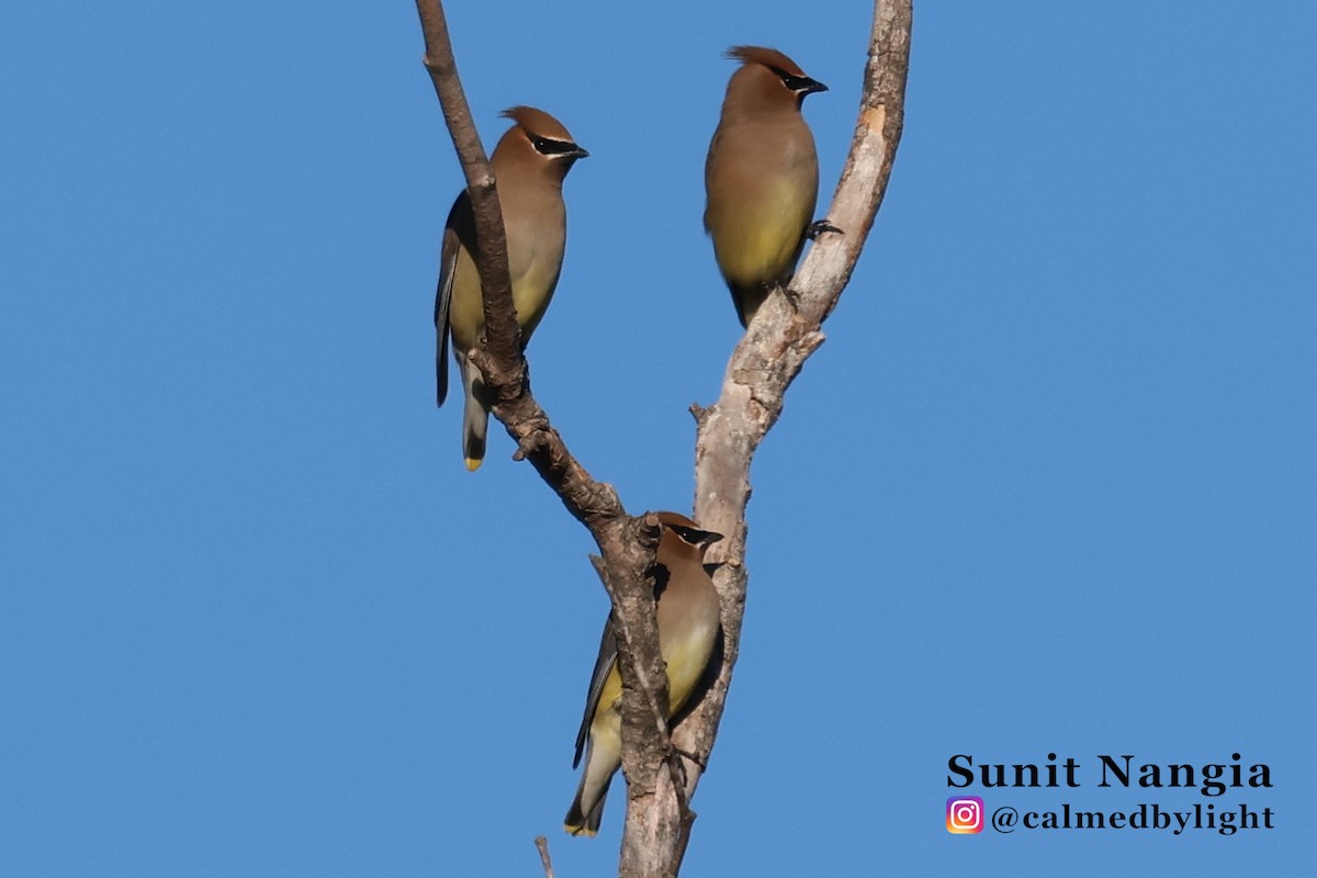 Cedar Waxwing - ML646549293