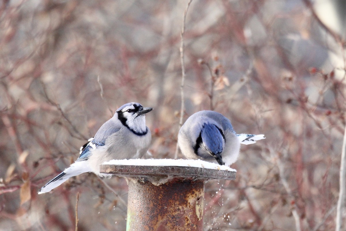 Blue Jay - ML646549299