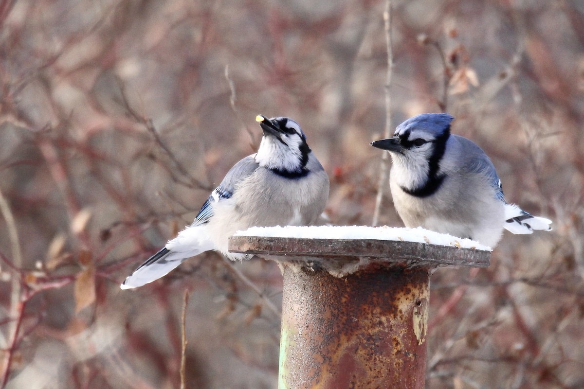 Blue Jay - ML646549300