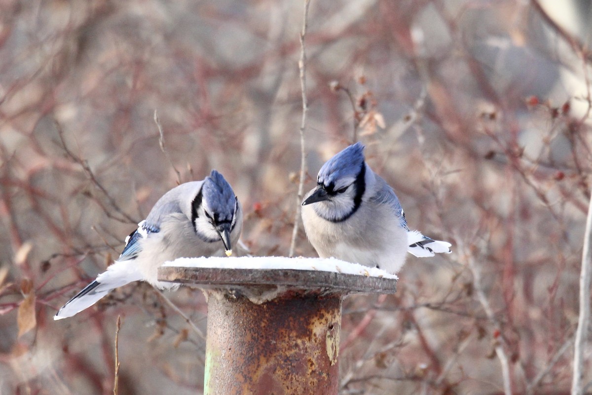 Blue Jay - ML646549301