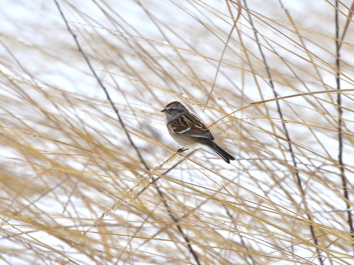 American Tree Sparrow - ML646549302