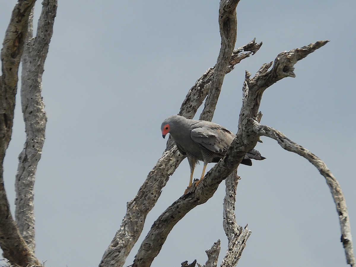 Afrika Deliatmacası - ML646549303