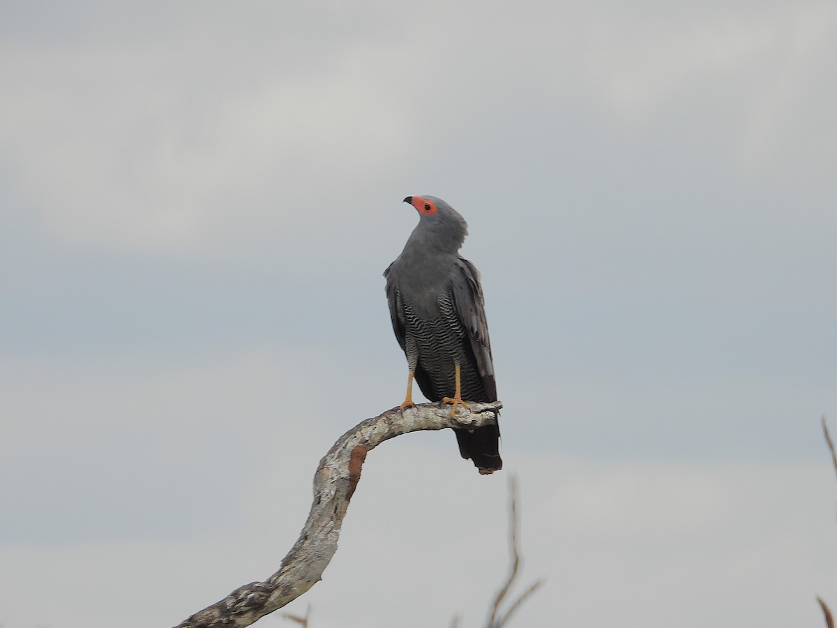 Afrika Deliatmacası - ML646549304