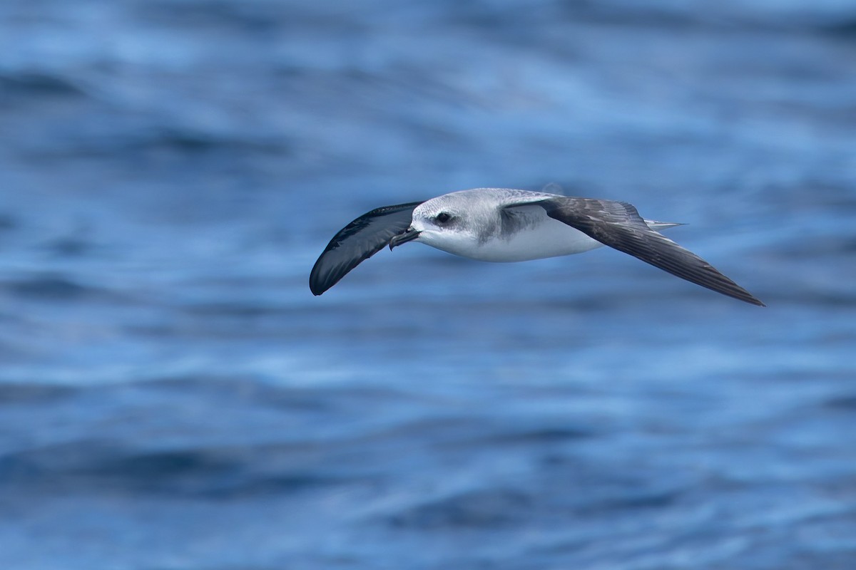 Cook's Petrel - ML646549306