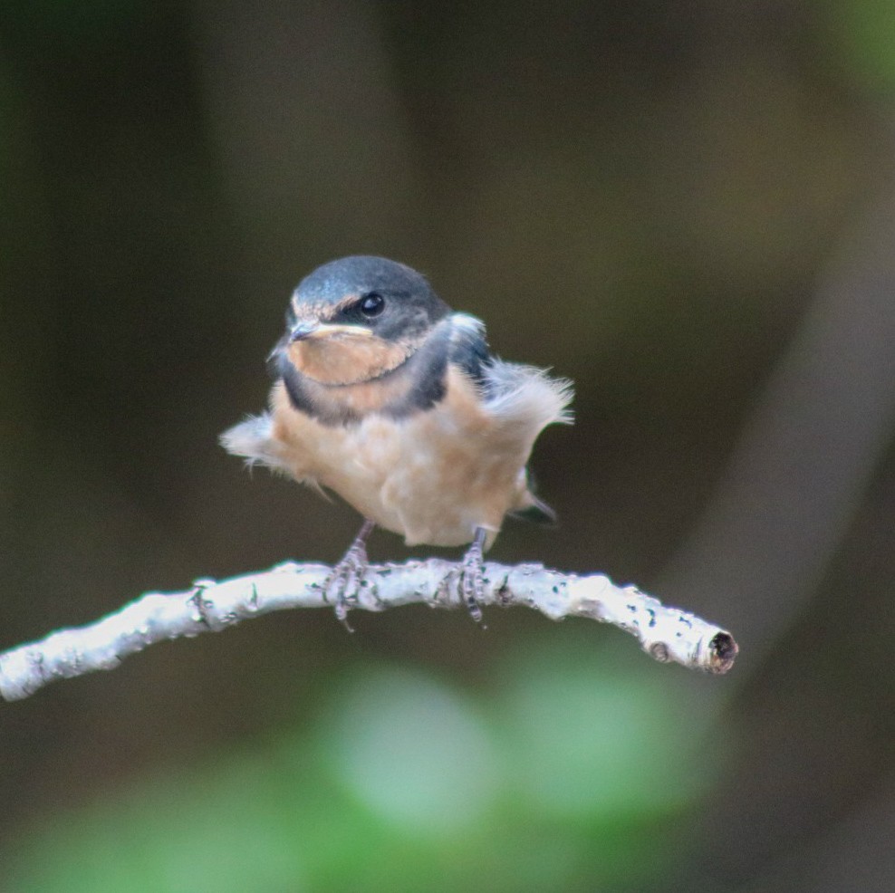 Barn Swallow - ML646549307