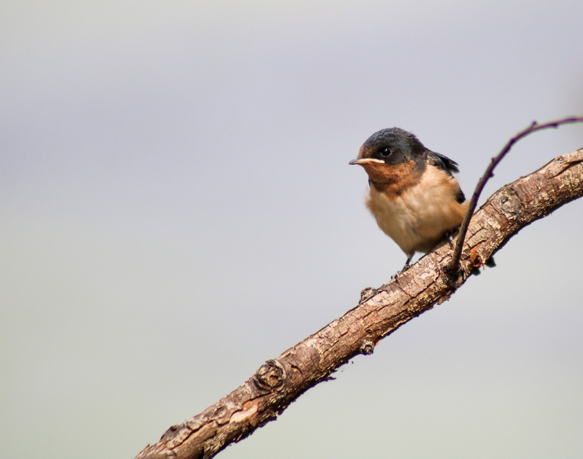 Barn Swallow - ML646549308