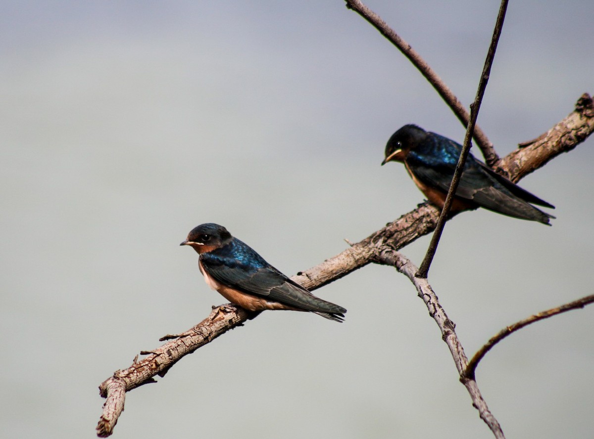 Barn Swallow - ML646549309