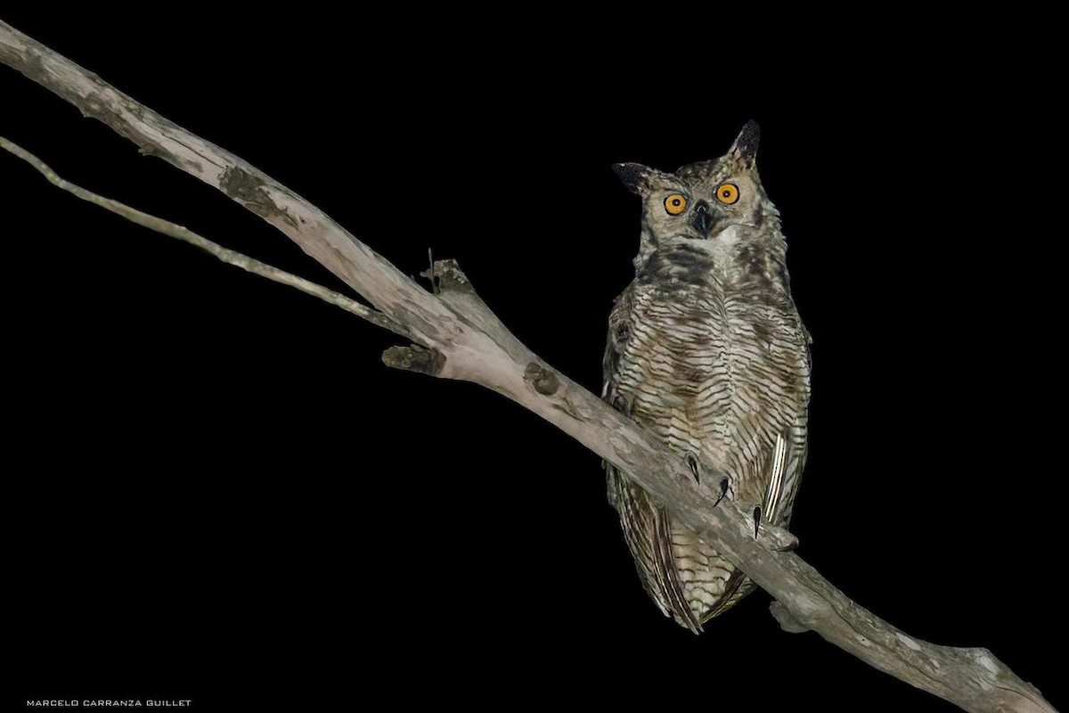 Great Horned Owl - ML646549314