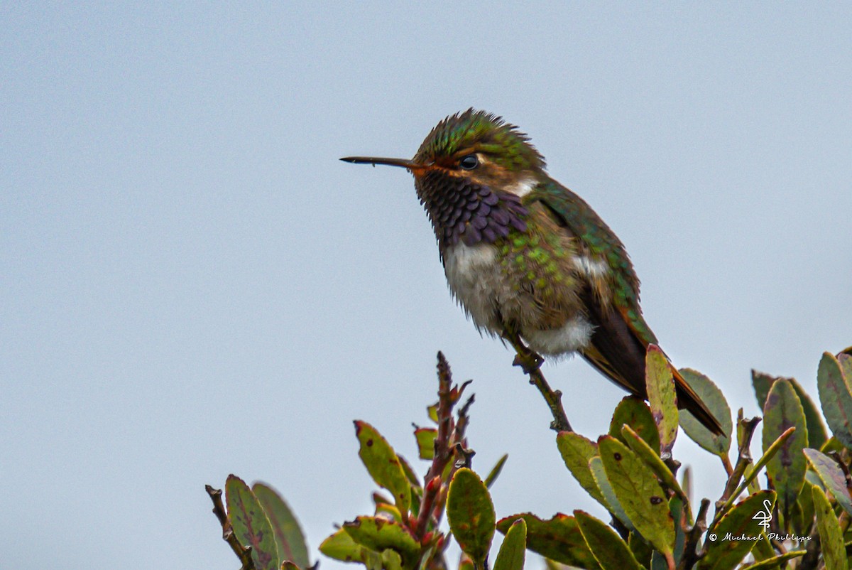 バラエリフトオハチドリ - ML646549316