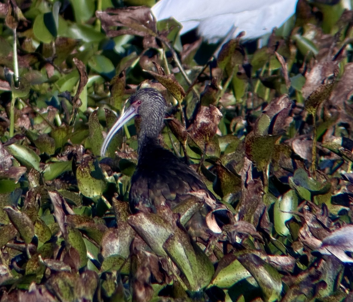 White-faced Ibis - ML646549317