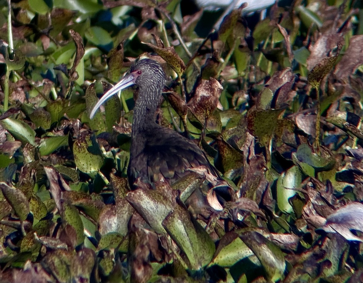 White-faced Ibis - ML646549318