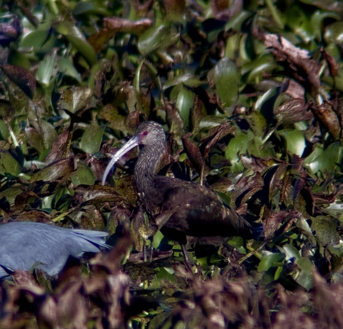 White-faced Ibis - ML646549319