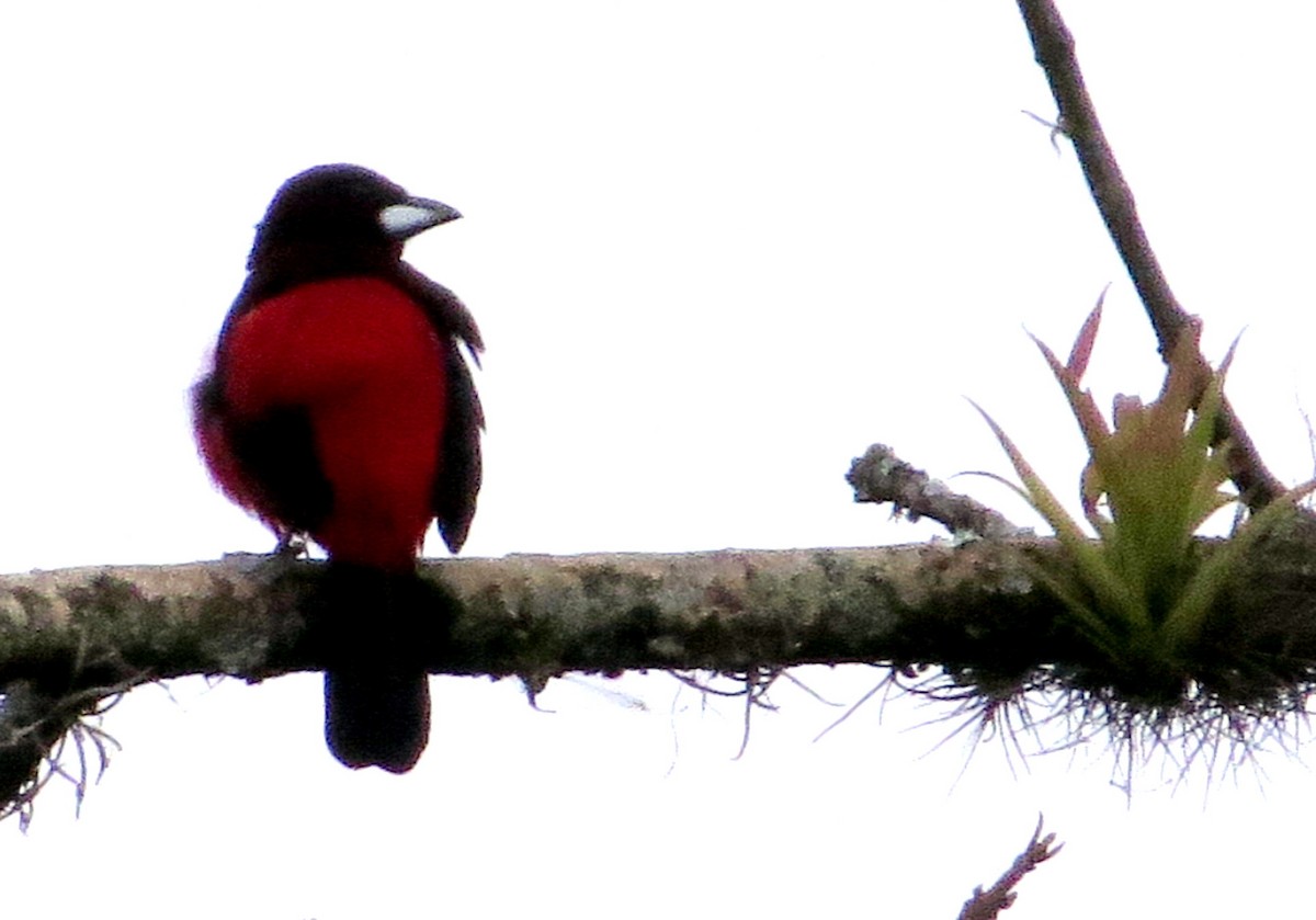 karmingumptanagar - ML646549320