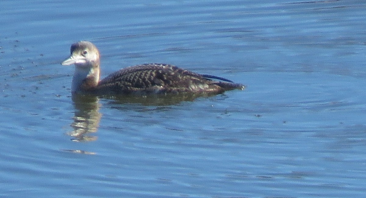 Common Loon - ML646549322