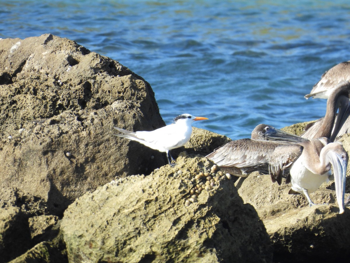 Royal Tern - ML646549325