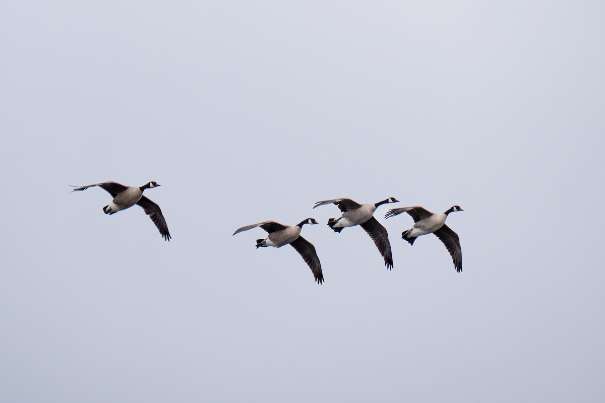 Canada Goose - ML646549326