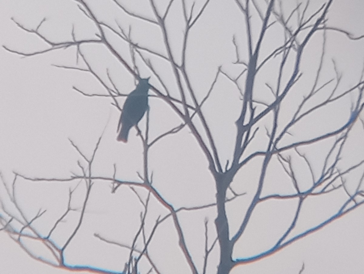 Storno - ML646549328