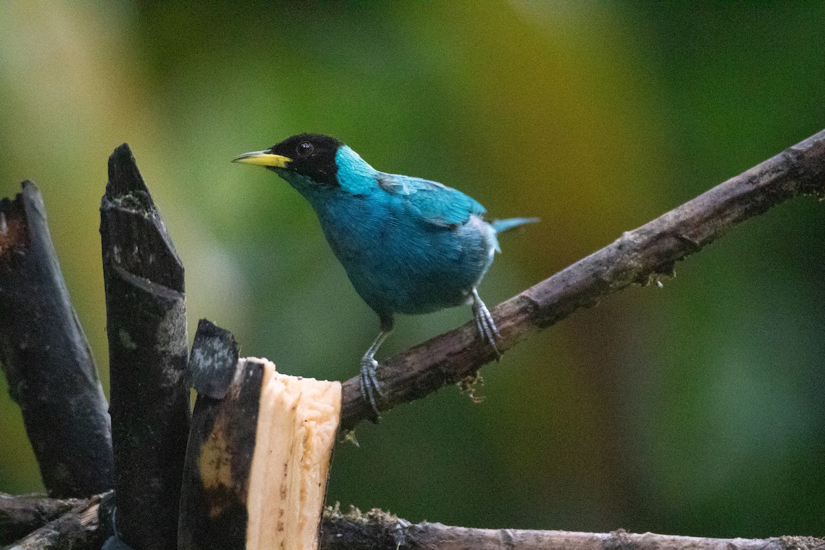 Green Honeycreeper - ML646549329