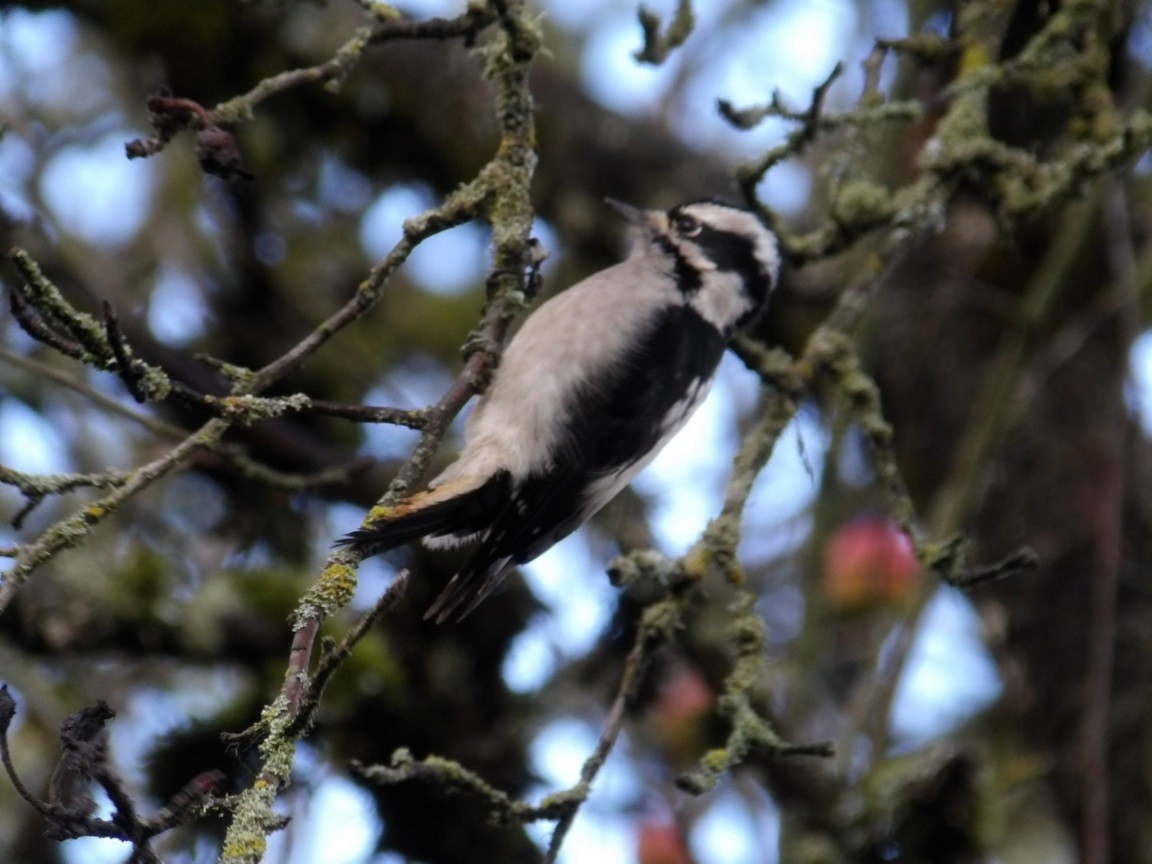 Downy Woodpecker - ML646549330