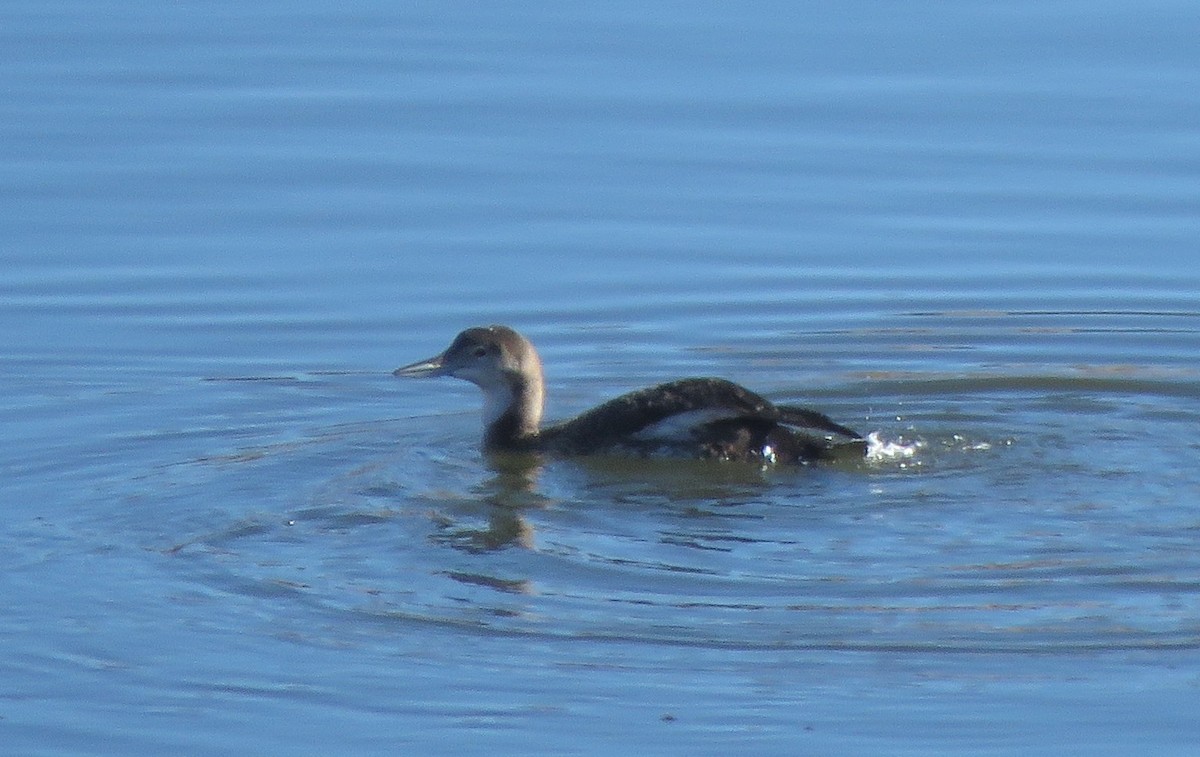 Common Loon - ML646549331