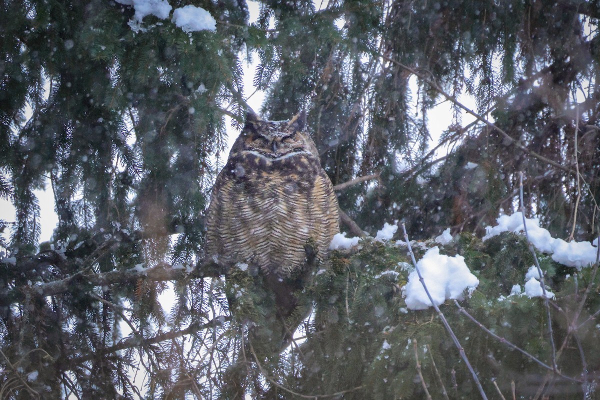 Great Horned Owl - ML646549332