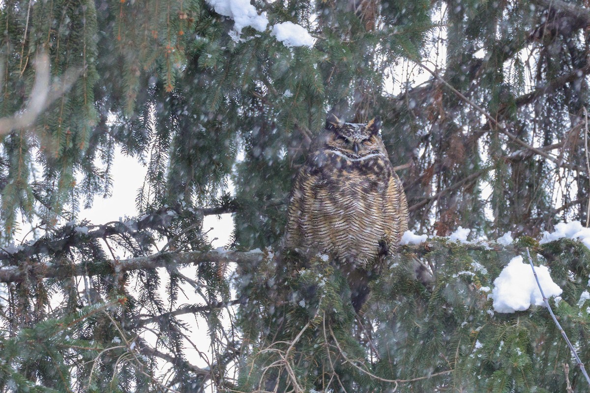 Great Horned Owl - ML646549333
