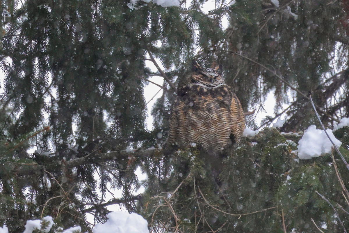 Great Horned Owl - ML646549334