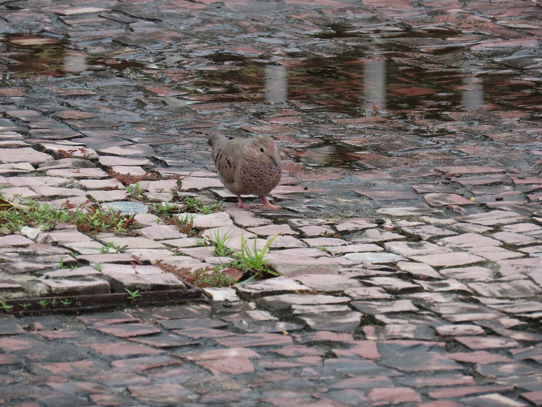 スズメバト - ML646549335