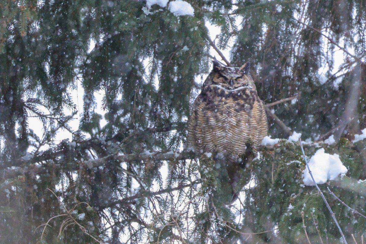 Great Horned Owl - ML646549336