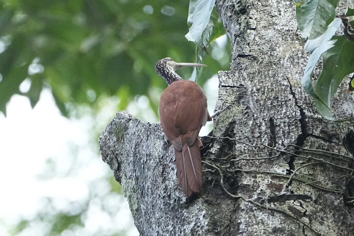Дереволаз білогорлий - ML646549339
