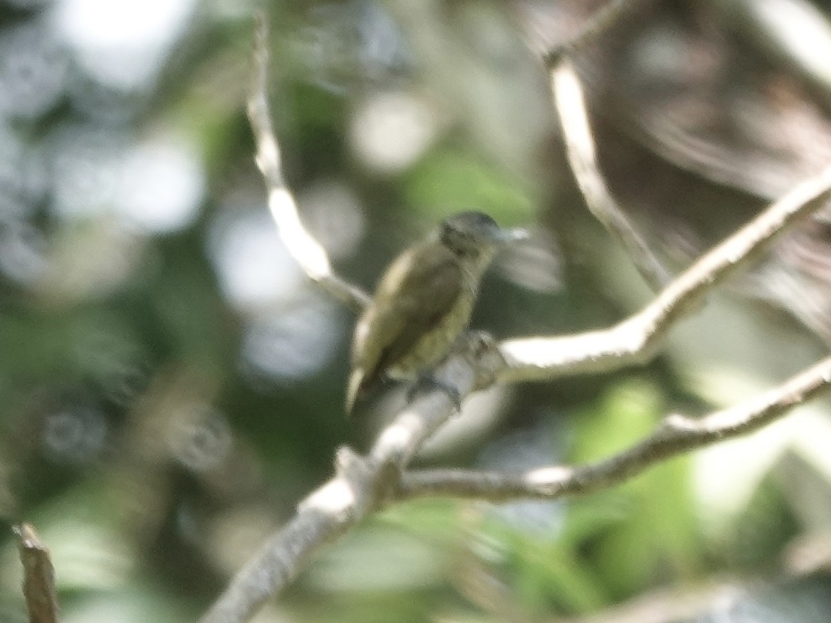 Bar-breasted Piculet - ML646549344