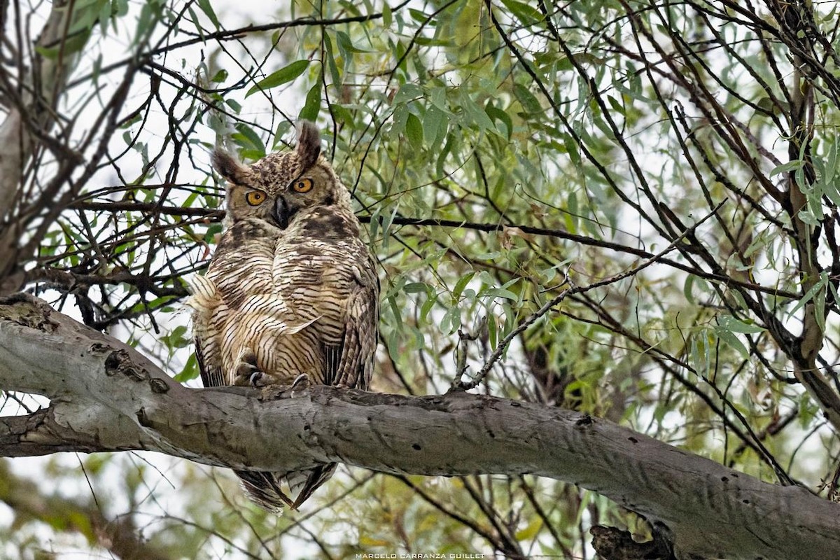 Great Horned Owl - ML646549345