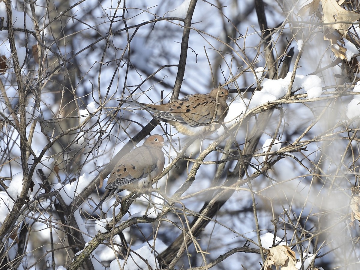תורית אמריקנית - ML646549346