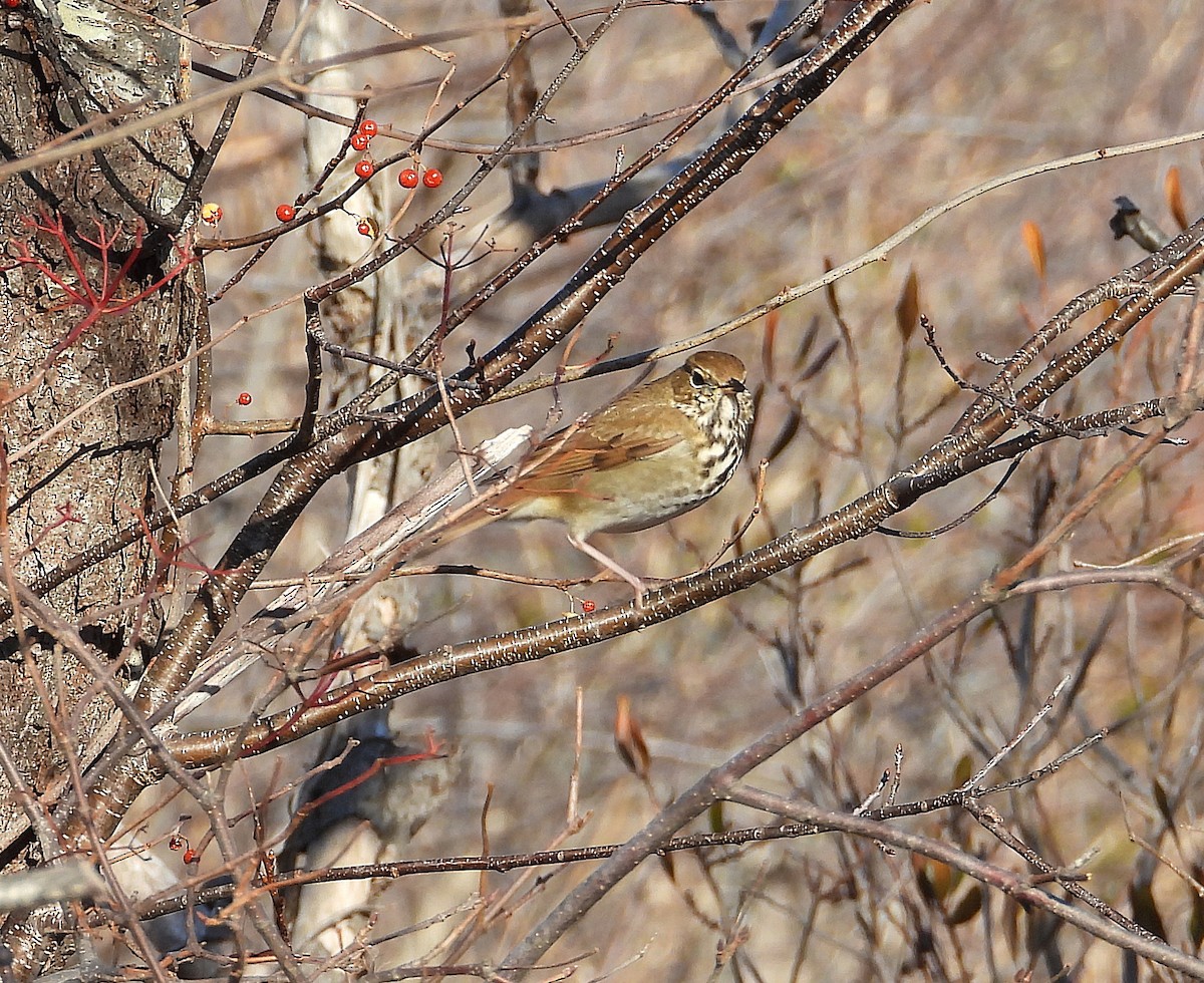 チャイロコツグミ - ML646549347