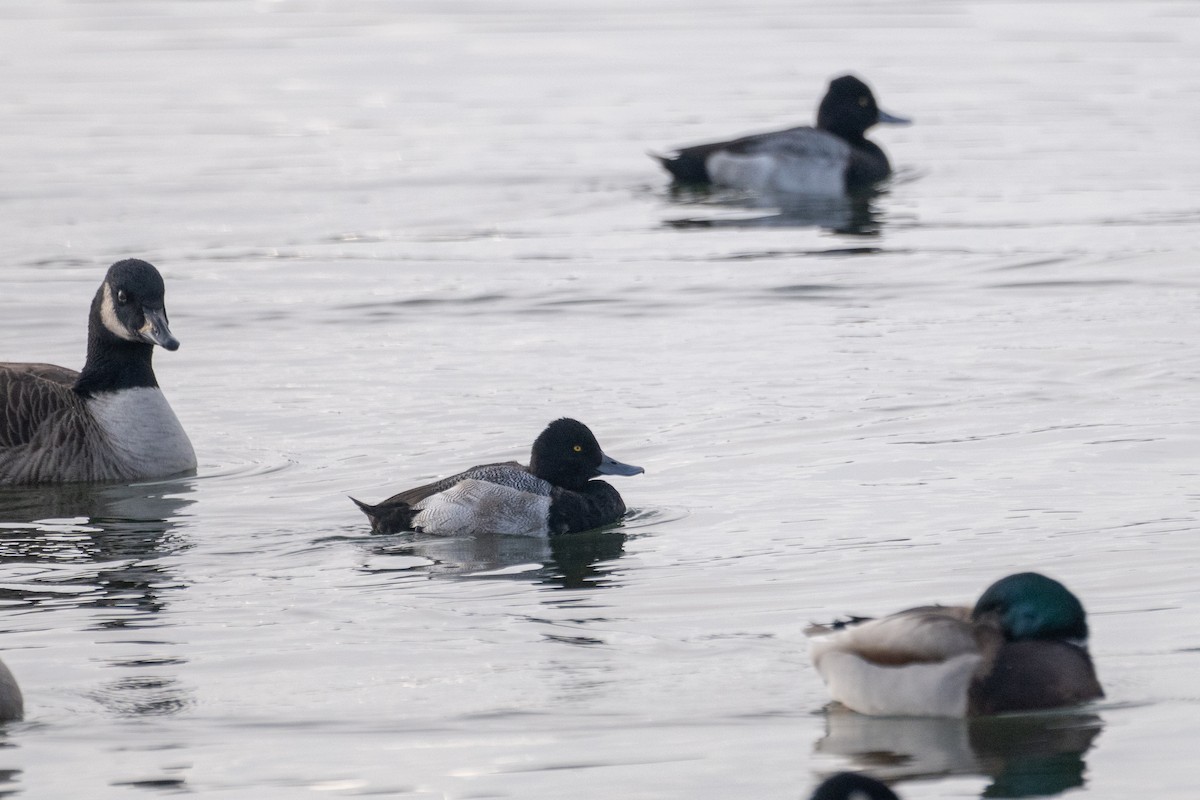 Kanadabergente - ML646549349